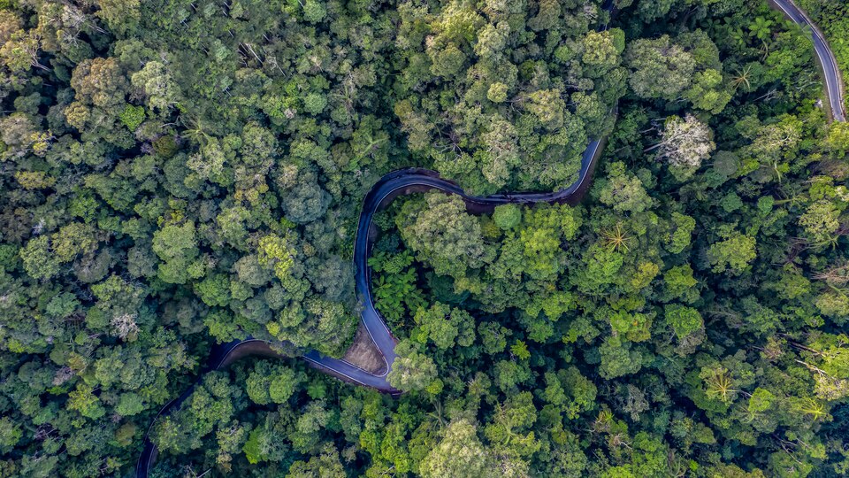 File:Snakes in the jungle.tif