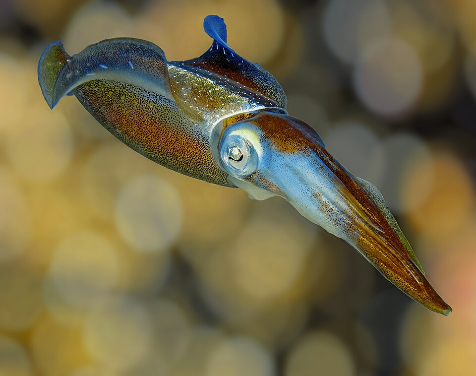 File:Squid colors 2.jpg