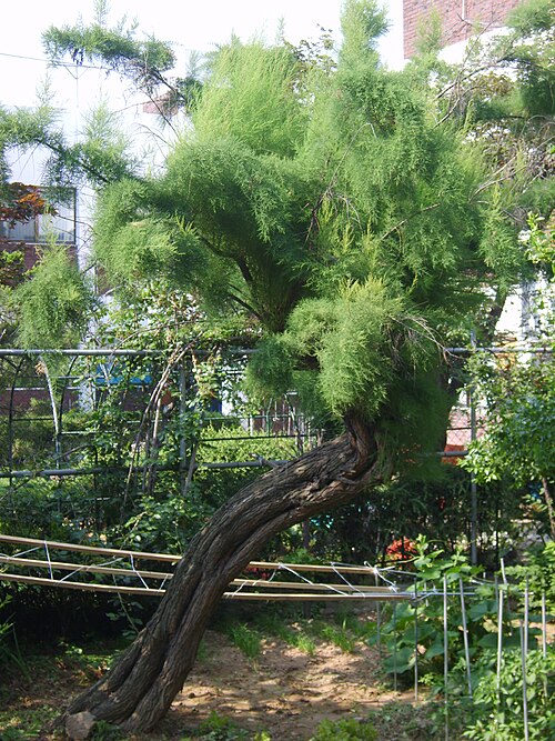 File:Tamarix chinensis 03.JPG