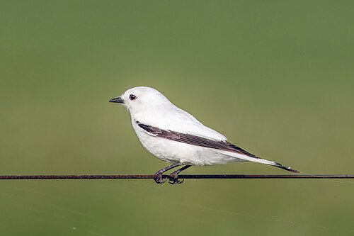 White monjita Xolmis irupero Uruguay