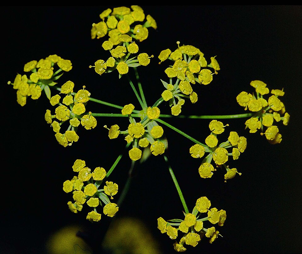 File:Bupleurum falcatum2 eF.jpg
