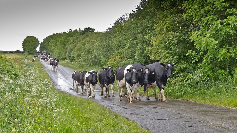 File:Cows West of Lamonby (geograph 4008345).jpg