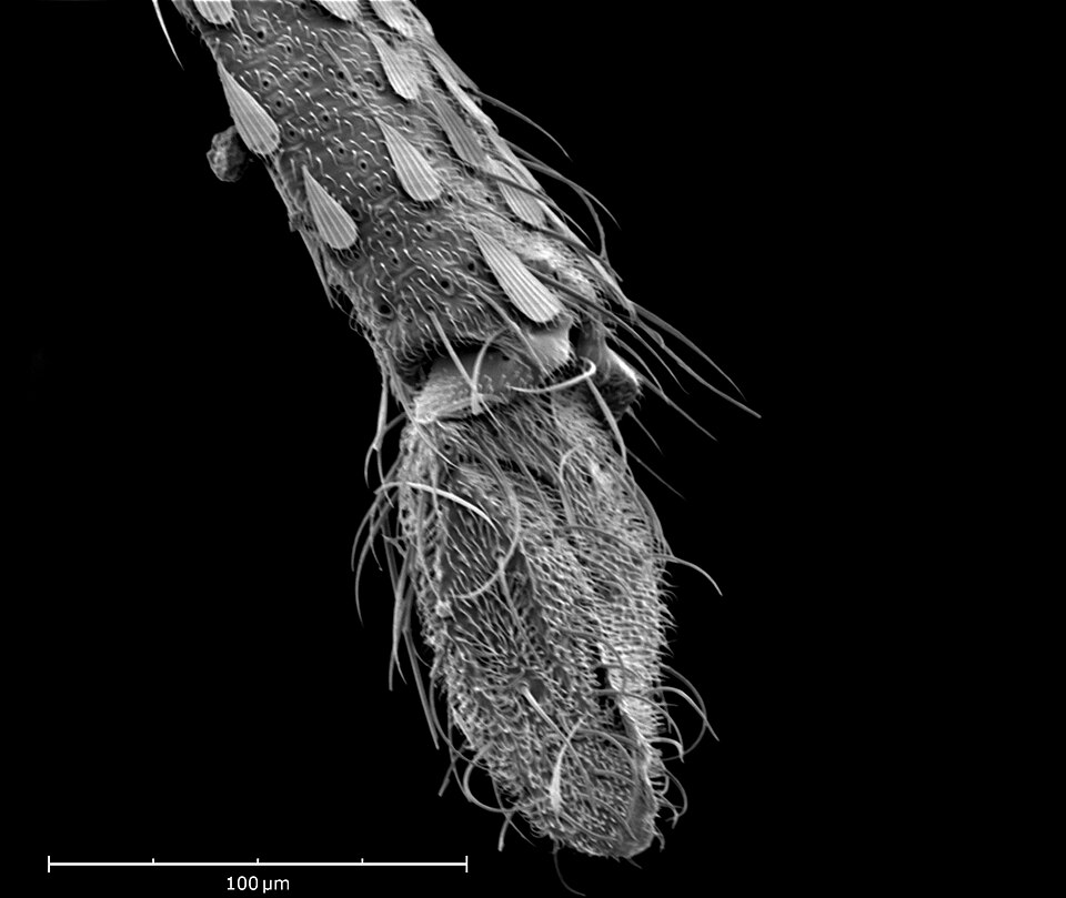 File:Culex mosquito proboscis.jpg