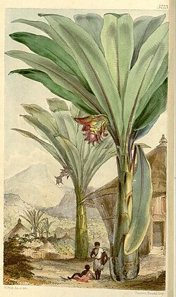 Ethiopian banana trees towering over huts and people