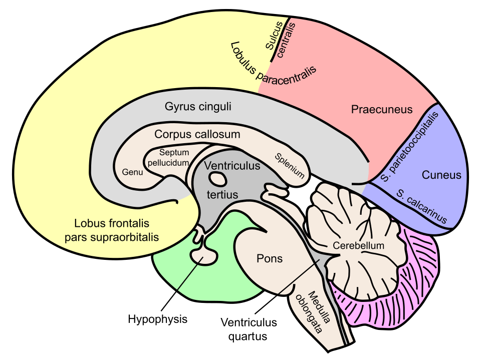 File:Gehirn, medial - beschriftet lat.svg