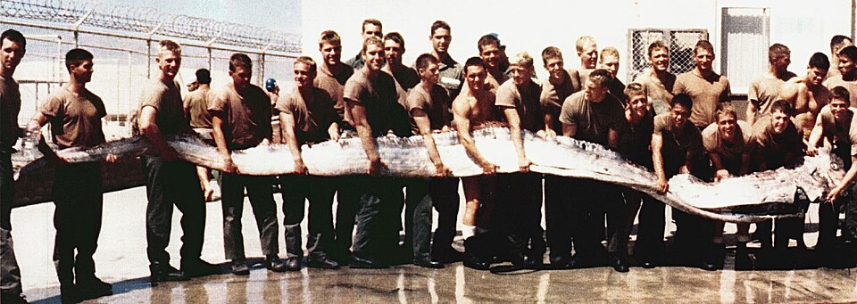 File:Giant Oarfish.jpg