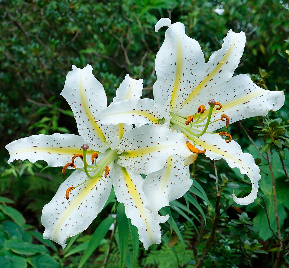 File:IMG 2482-Lilium auratum.jpg