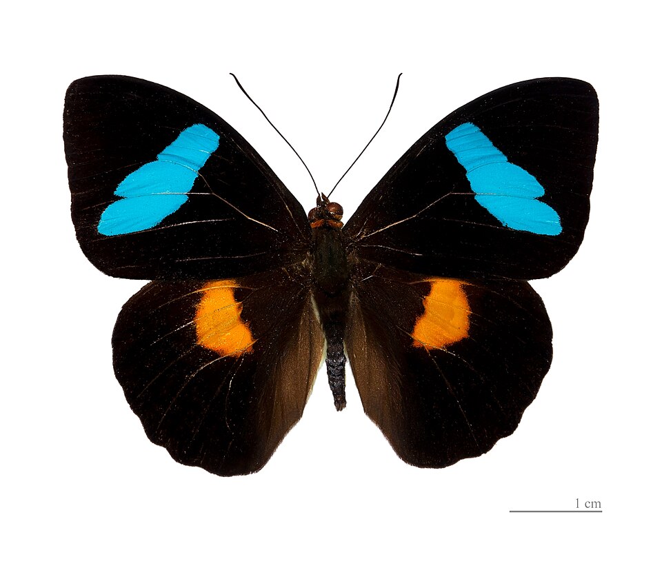 File:Nessaea batesii MHNT dos.jpg
