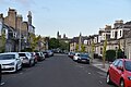 New plantings of 'Wredei' in Osborne Place, Aberdeen (2022)