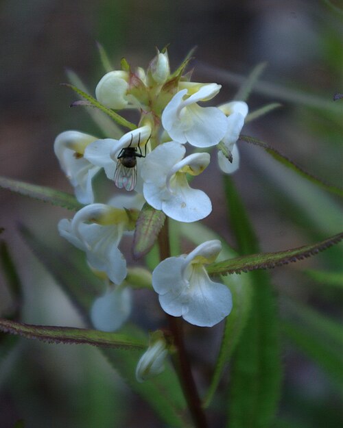 File:Pedicularis racemosa1.jpg