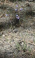 Inflated Penstemon, Borrego Mesa.  Thanks to Bob Sivinski for ID.