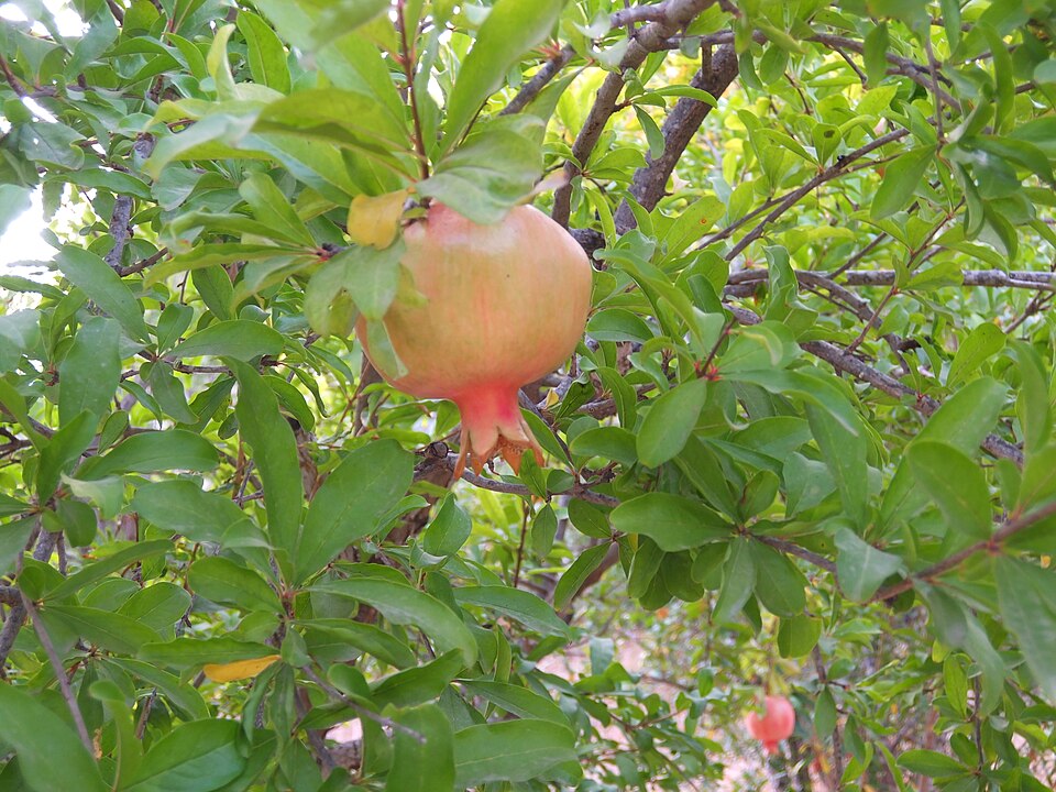 File:Pomegranate on tree.jpg