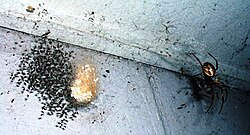 N. papuana with egg sac and spiderlings