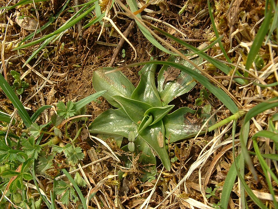 File:Spiranthes spiralis02.jpg