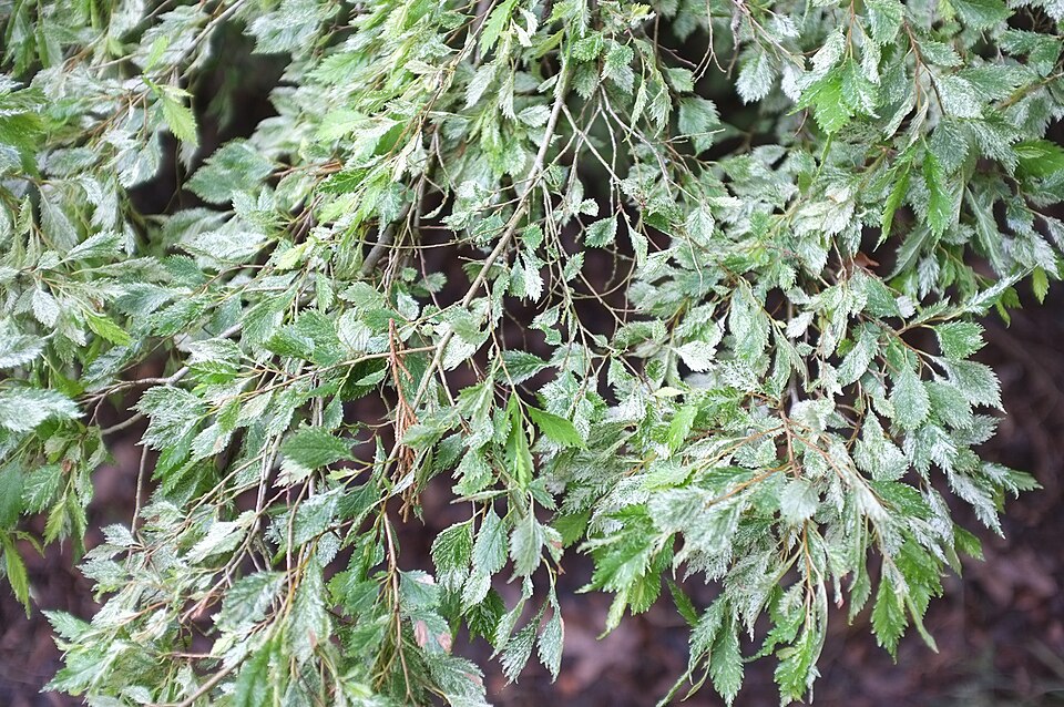 File:Ulmus × viminalis 'Pulverulenta'.jpg