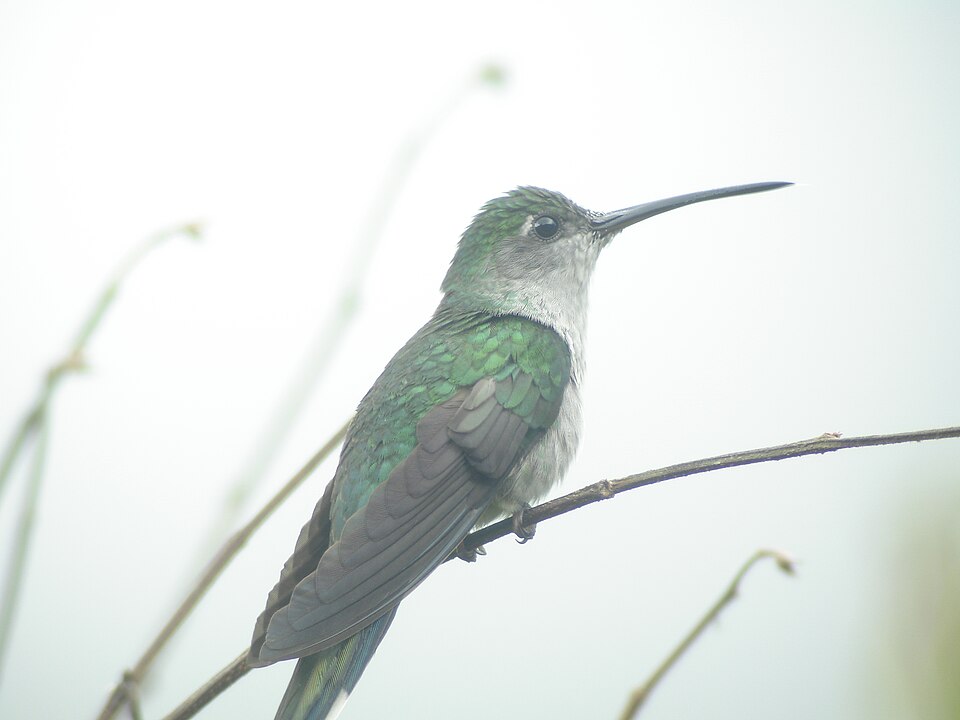 File:Unbekannter kolibri.jpg