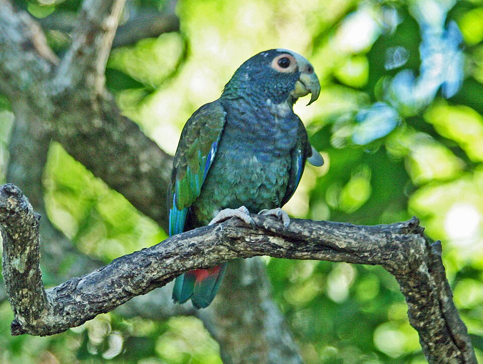 File:White-crowned Parrot SMTC.jpg