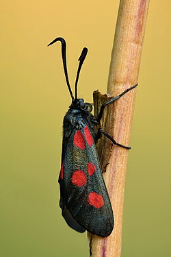 Zygaena lonicerae, by Iifar