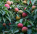 Fruit