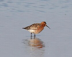 Adult in breeding plumage