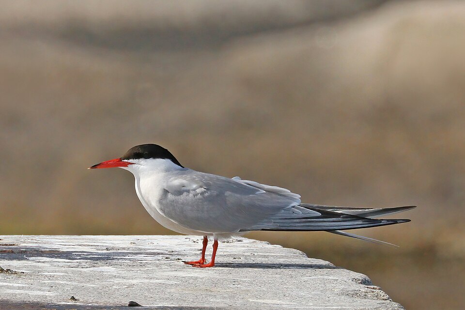 File:Common tern (Sterna hirundo).jpg