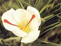 Crocus cartwrightianus 'Albus'