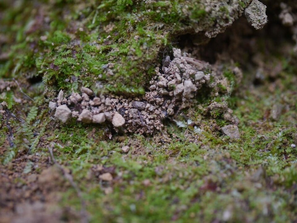 File:Cybaeus nest01.jpg
