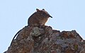 Thumbnail for version as of 15:13, 1 June 2015