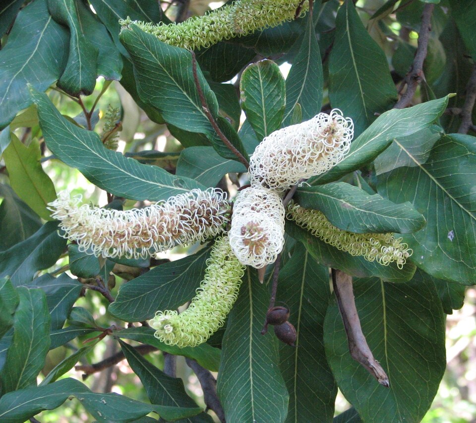 File:Grevillea hilliana.jpg