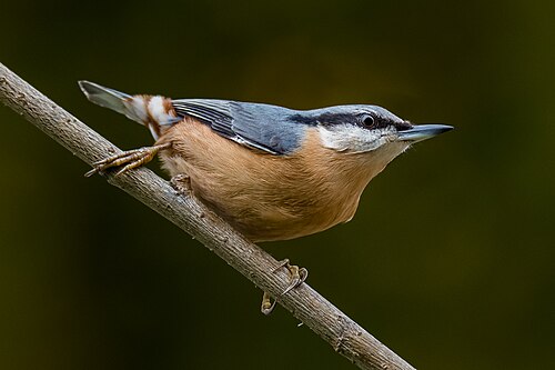 Eurasian nuthatch, by Isiwal