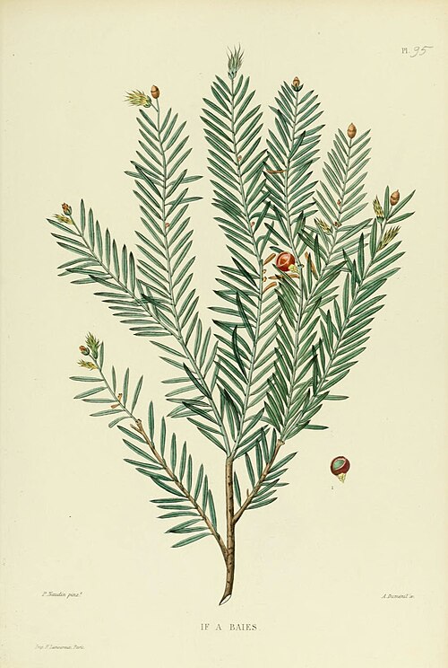 File:Nouvelle iconographie fourragère (Pl. 95) (6069975382).jpg