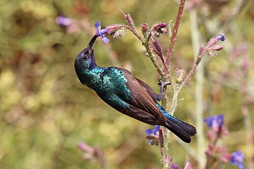 Palestine sunbird Cinnyris osea ♂Kenya