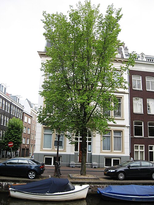 File:RN Ulmus Plantijn (amsterdam).JPG