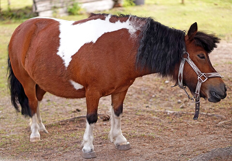 File:Shetland pony 2.jpg