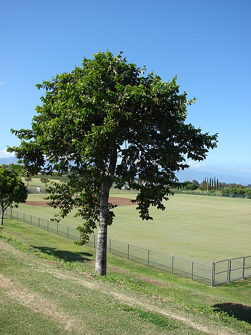 File:Starr 061224-2876 Cananga odorata.jpg