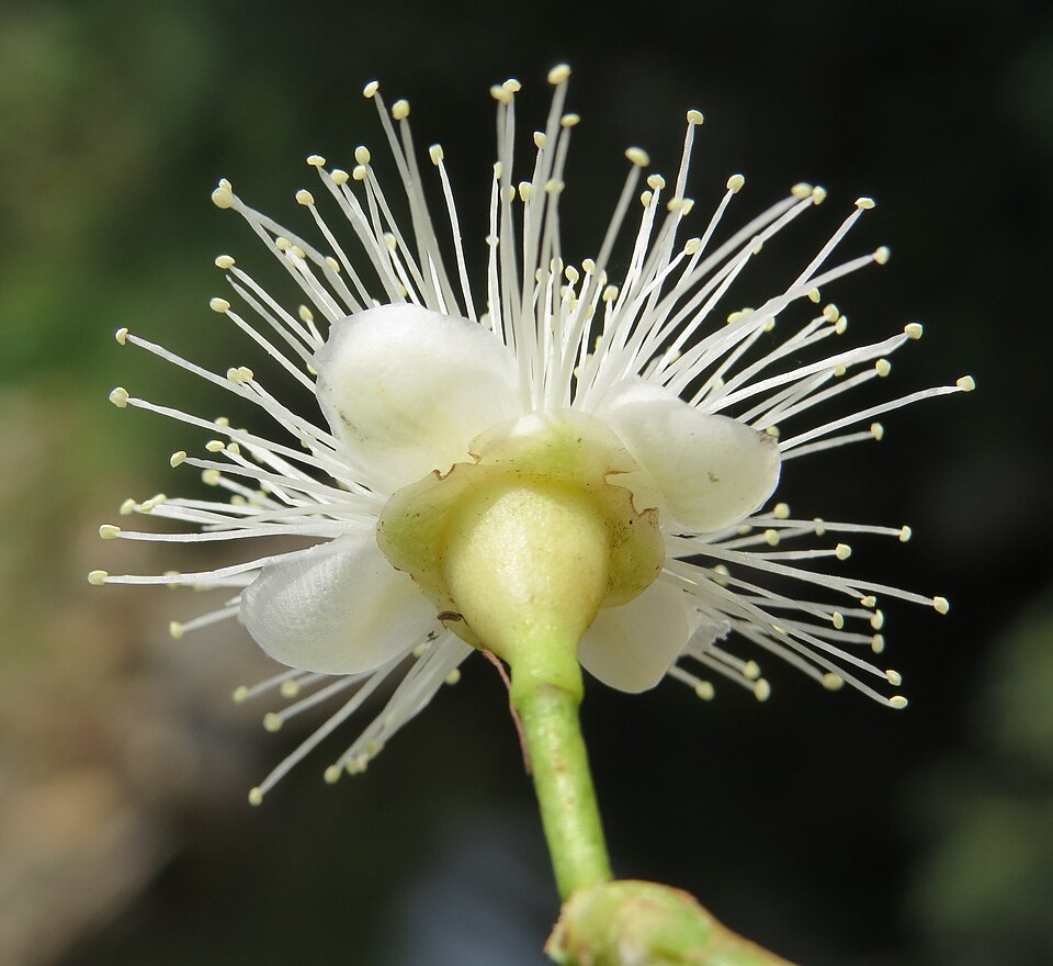 File:Syzygium hemisphericum 01.jpg
