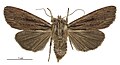 Thumbnail for version as of 23:49, 25 June 2017