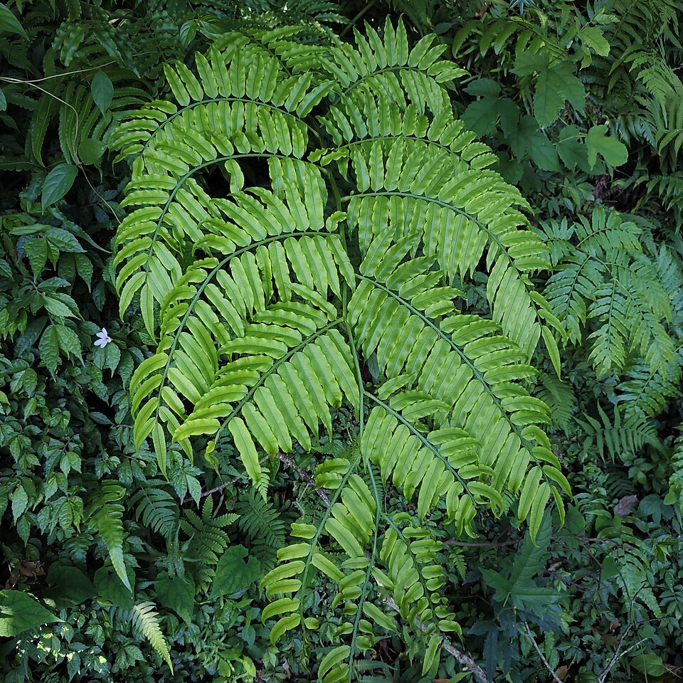 File:觀音座蓮植株.jpg