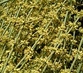 Ephedra fragilis pollen cones