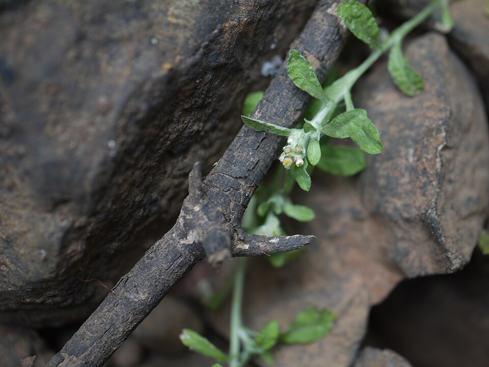 File:Gnaphalium ¿ polycaulon Pers. ? (8460744537).jpg