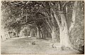 Grass walk under old puriri trees in the grounds of The Hill, Manurewa, circa 1935