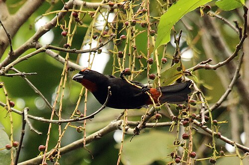 Greater antillean bullfinch Loxigilla violacea ruficollis Jamaica
