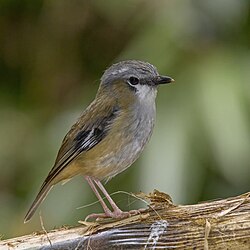 Grey-headed robin Heteromyias cinereifrons Australia