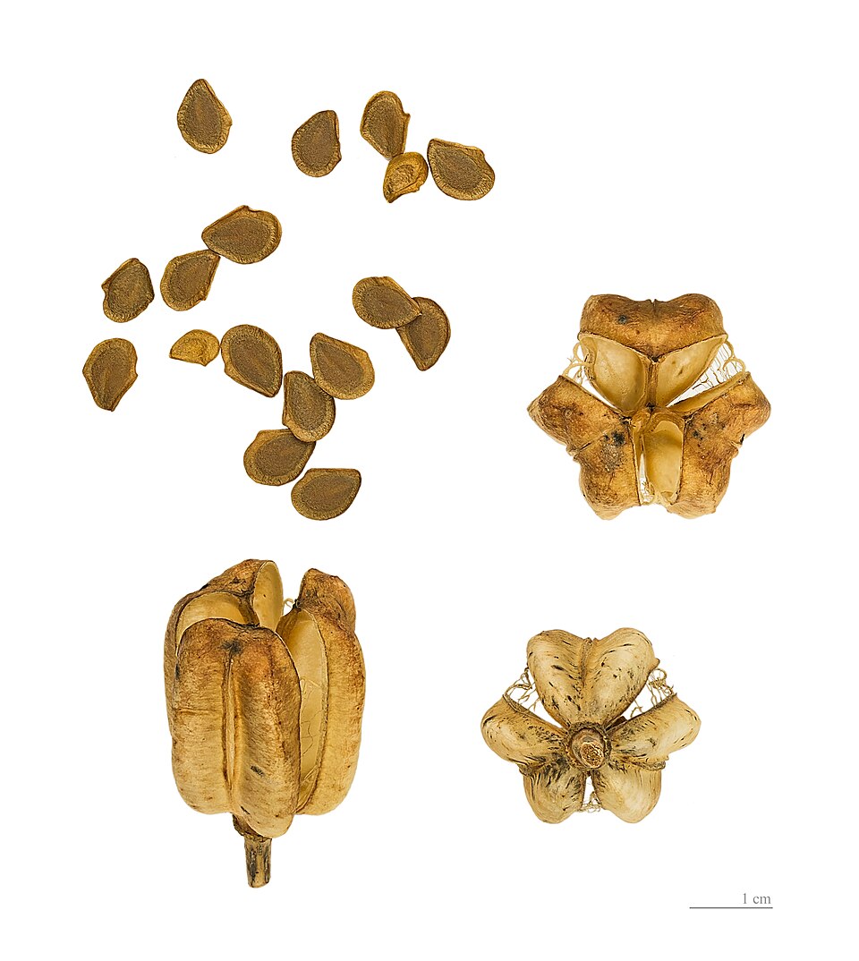 File:Lilium pyrenaicum MHNT.BOT.2004.0.786.jpg