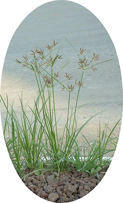File:Nutgrass Cyperus rotundus.jpg