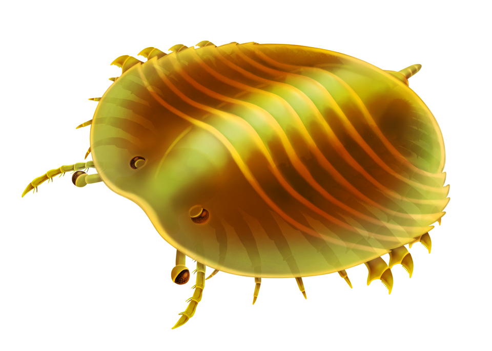 File:Pygmaclypeatus.png