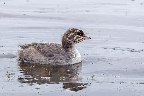 juvenile P. a. auritus