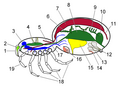 Thumbnail for version as of 04:15, 15 January 2009