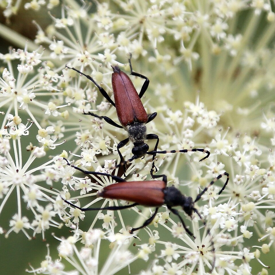 File:Stictoleptura variicornis.jpg