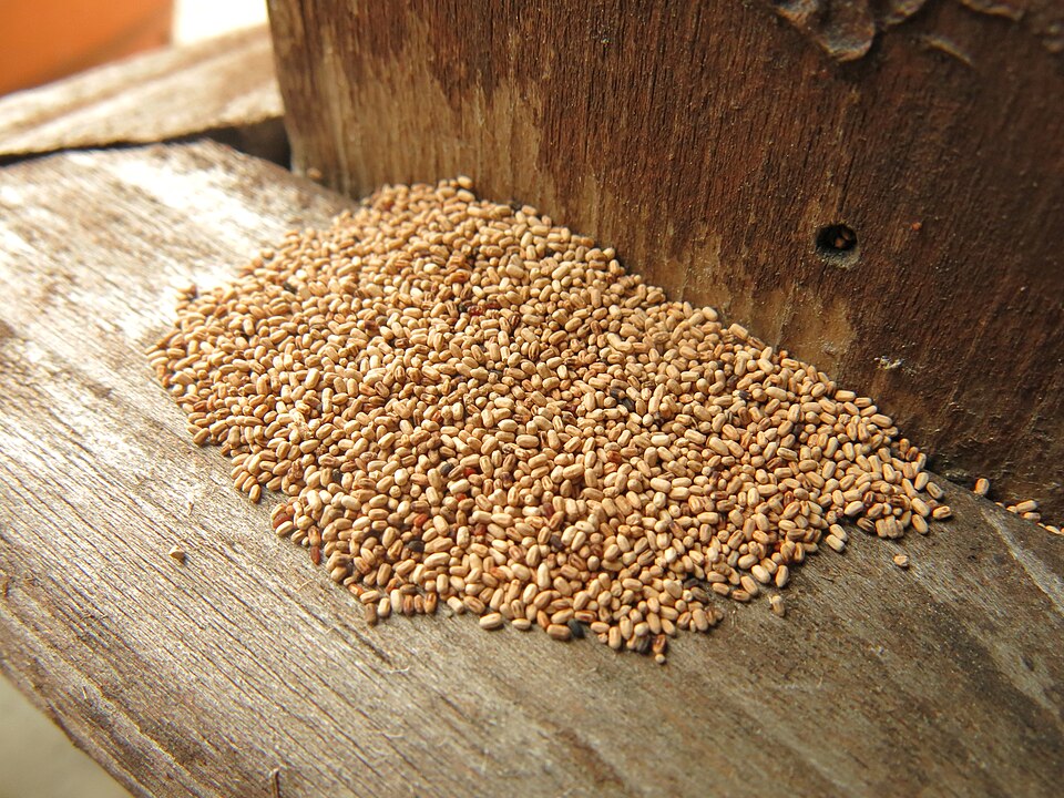 File:Termite Fecal Pellets.jpg